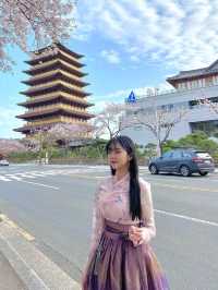 벚꽃 시즌엔 경주로 여행가보세요🌸