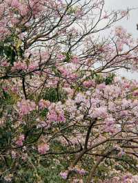 Tabebuia Rosea🌸 Blooming at Chatuchak Park, Bangkok