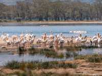 Paradise for bird watchers! Day trip to Lake Nakuru.