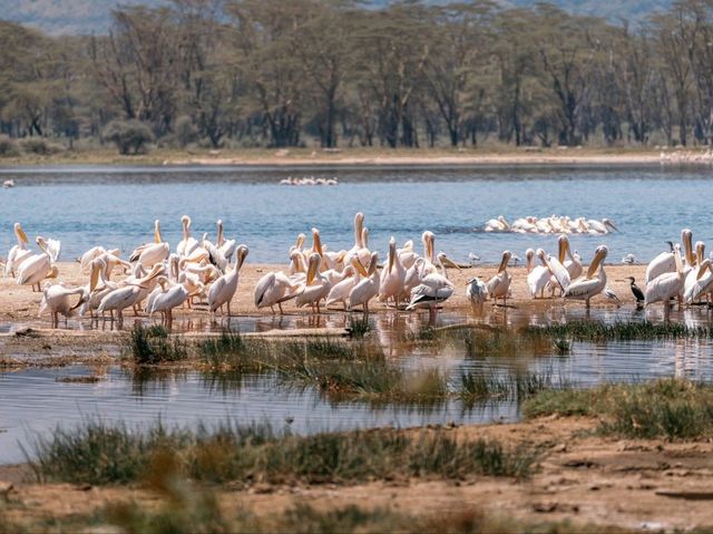 Paradise for bird watchers! Day trip to Lake Nakuru.