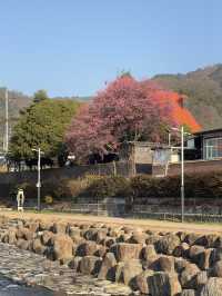 순천 매화 여행코스 추천🌸 하루 만에 다 갈 수 있어요💖