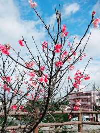 🌸 **沖繩伊祖公園櫻花觀賞遊覽分享** 🌸