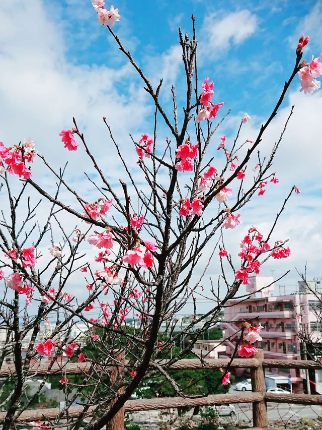 🌸 **沖繩伊祖公園櫻花觀賞遊覽分享** 🌸