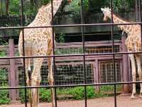 家族で楽しむ都心のリフレッシュポイント – 上野動物園で癒しのひととき