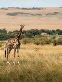 Wildlife Galore! 3 Days in the 1500km² Masai Mara!