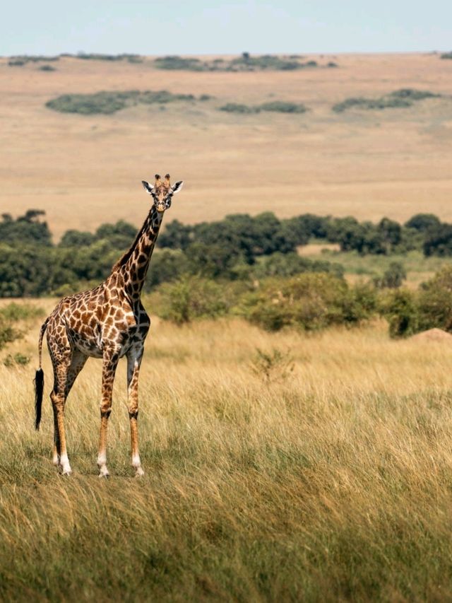 Wildlife Galore! 3 Days in the 1500km² Masai Mara!
