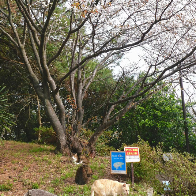 天城展望台•櫻花與海港美景