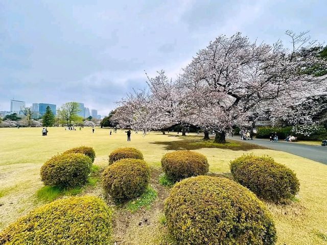新宿御苑賞櫻去，東京最熱門的賞櫻景點