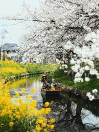 Chasing Sakura at Kawagoe Saitama