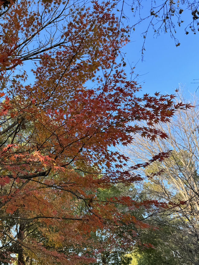 大阪城公園紅葉散策：金黃與朱紅的歷史畫卷🍁🏯 