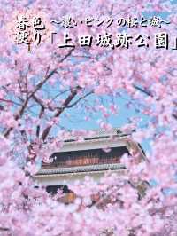 【長野】行かなきゃ損‼️桜と城の絶景🏯濃いピンクの桜ココ🌸