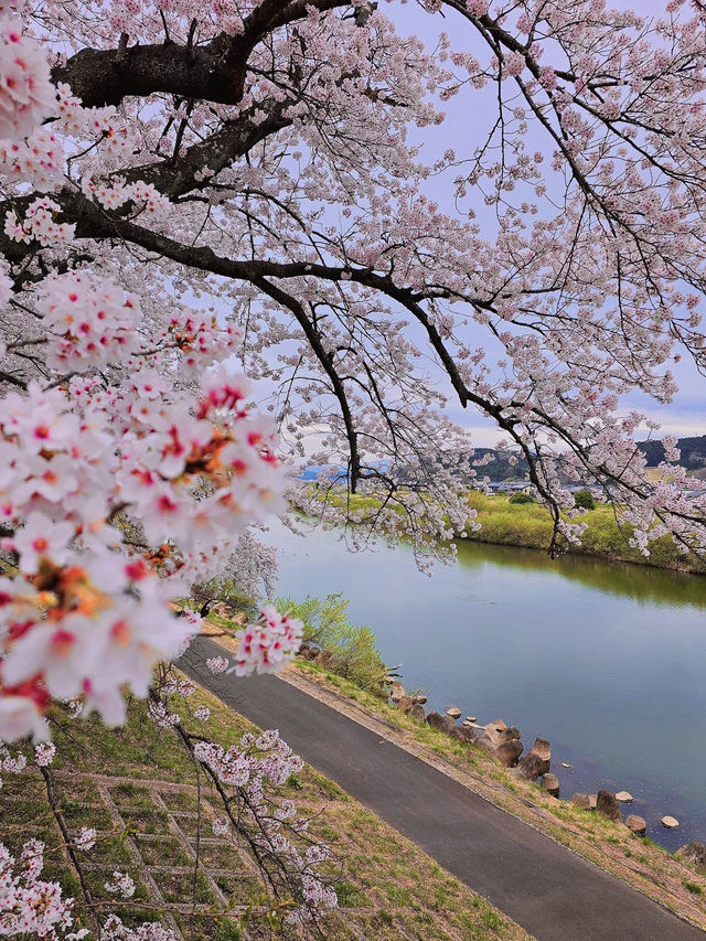 Chasing Sakura at Shibata River Park