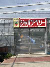【藤枝】贅沢いちご狩り 甘くてジューシー！