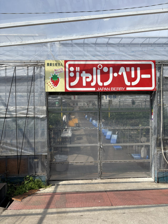 【藤枝】贅沢いちご狩り 甘くてジューシー！