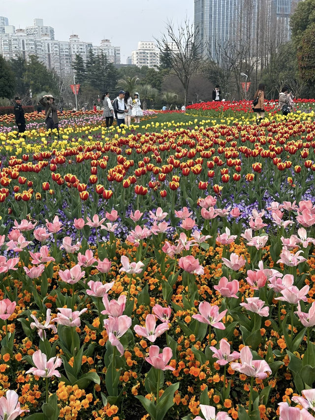 Shanghai in March and April looks like this! 🌸
