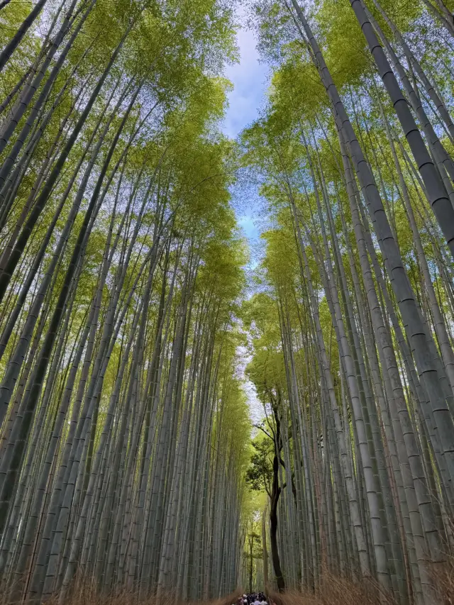 🏯 교토 필수 관광지 BEST 5 – 일본 전통 감성을 제대로 느낄 곳!