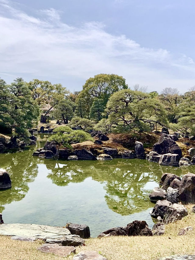 Spring at Nijo Castle: A Cherry Blossom Wonderland