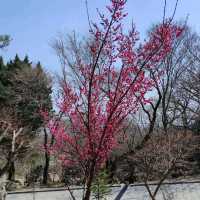 梵鱼寺樱花