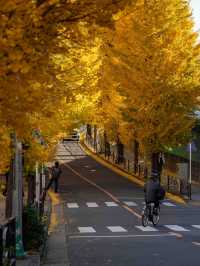 宮前平のイチョウ紅葉 🍂✨ 黄金色のトンネルを歩く秋の散歩道