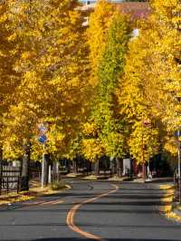宮前平のイチョウ紅葉 🍂✨ 黄金色のトンネルを歩く秋の散歩道