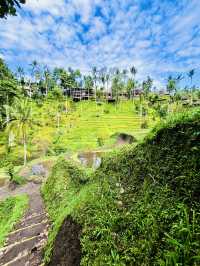 “Stunning Uma’s Rice Terrace in Spring”