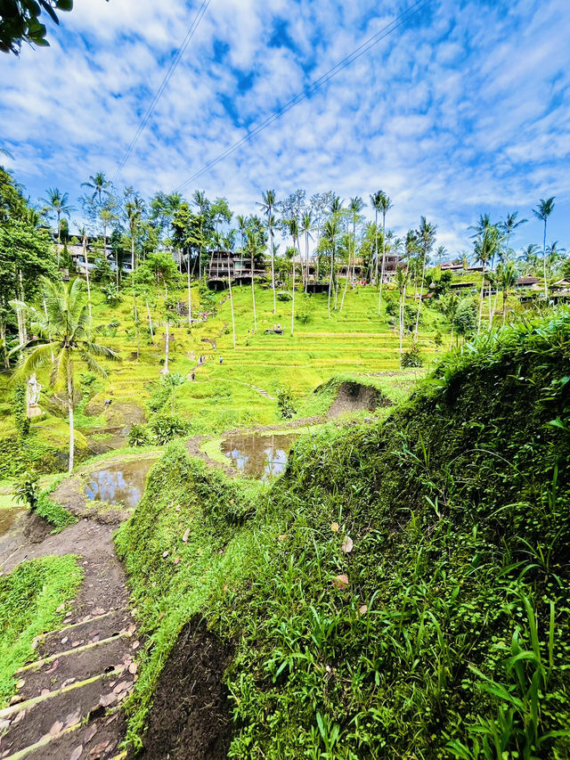 “Stunning Uma’s Rice Terrace in Spring”