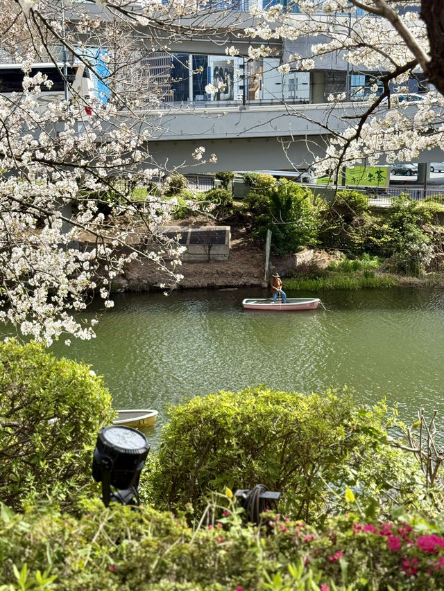 Cherry Blossoms in Full Bloom at Tokyo Garden Terrace Kioicho
