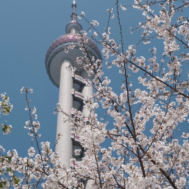 Oriental Pearl Tower Cherry Blossoms Where Pink Petals Meet the City’s Most Iconic Skyline