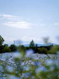 【埼玉×森林公園】  ネモフィラ ポピーなどの花畑の絶景スポット