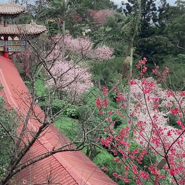 台北貓空春季賞櫻輕縱走推薦