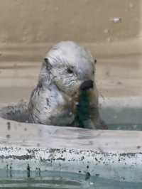三重｜集合動物明星們 全日本最萌的鳥羽水族館