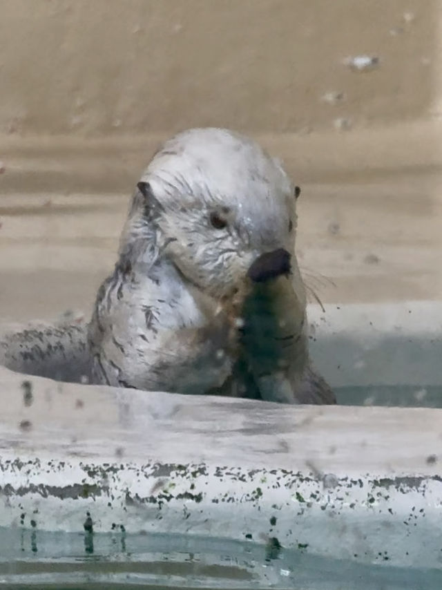 三重｜集合動物明星們 全日本最萌的鳥羽水族館