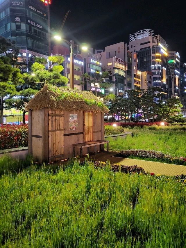 청보리시즌이 시작된 부산 광안리해수욕장