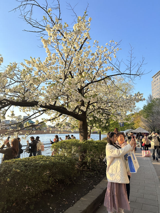 日本百大賞櫻勝地🌸東京上野恩𧶽公園🌸