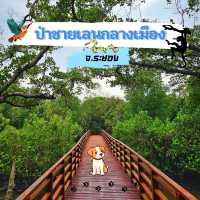 🎄ป่าชายเลนกลางเมือง | ปอดของคนระยอง 🏞