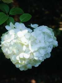 Xinzhuang Plum Garden Hydrangeas– Shanghai’s Secret Hydrangea Wonderland