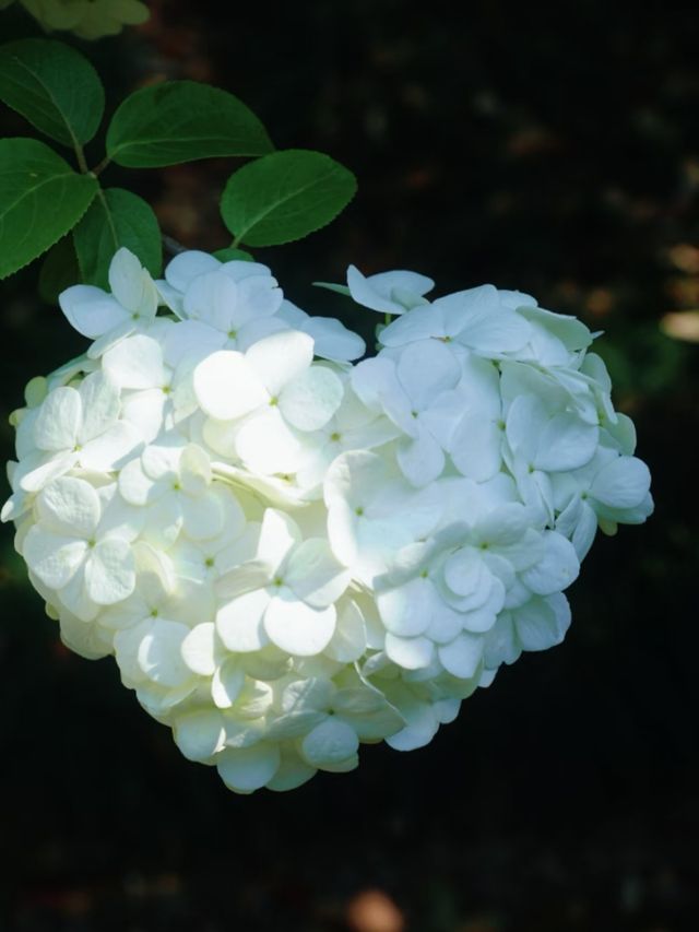 Xinzhuang Plum Garden Hydrangeas– Shanghai’s Secret Hydrangea Wonderland
