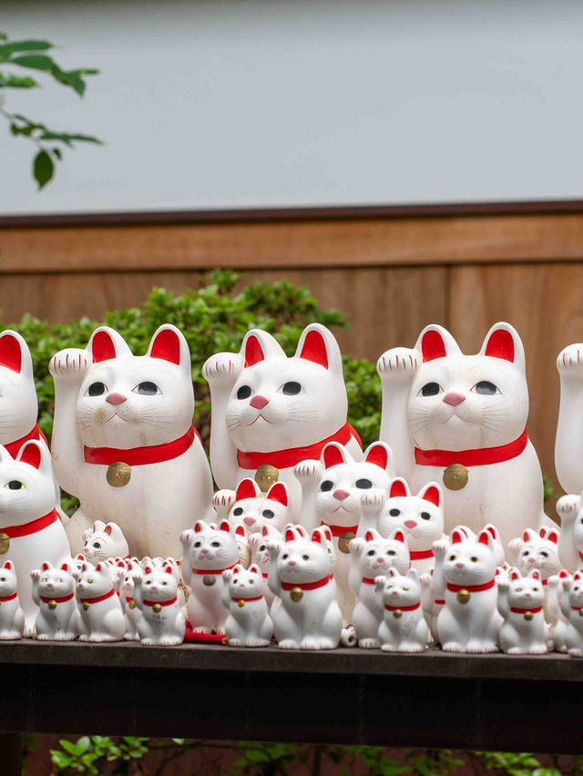 福を呼び込む春のひととき！豪徳寺スナップ🐾🌸
