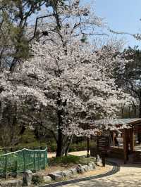 벚꽃 여행 코스 추천