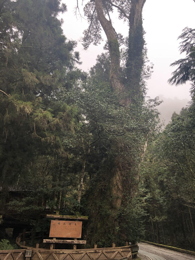 宜蘭秘境一日遊：明池森林遊樂區放空小旅行