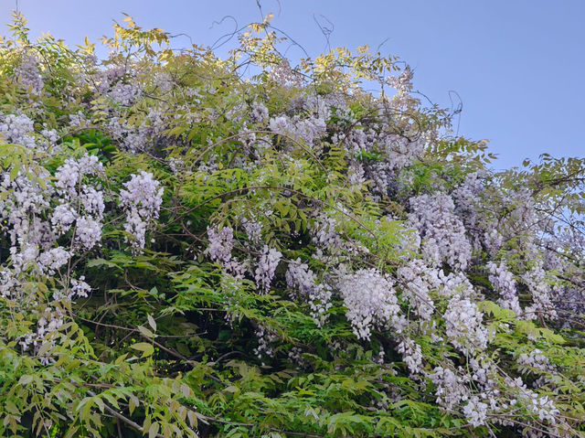 鳥語花香很有特色的一個公園