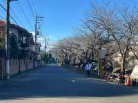 東京井之頭公園真的很靚！