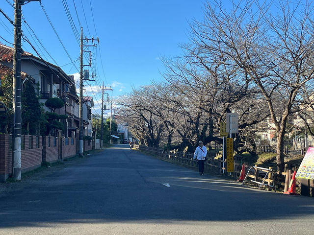 東京井之頭公園真的很靚！