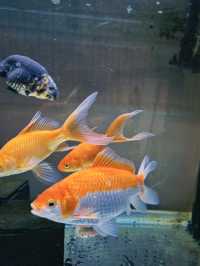哇！太子金魚街，藏在香港的夢幻水族世界？