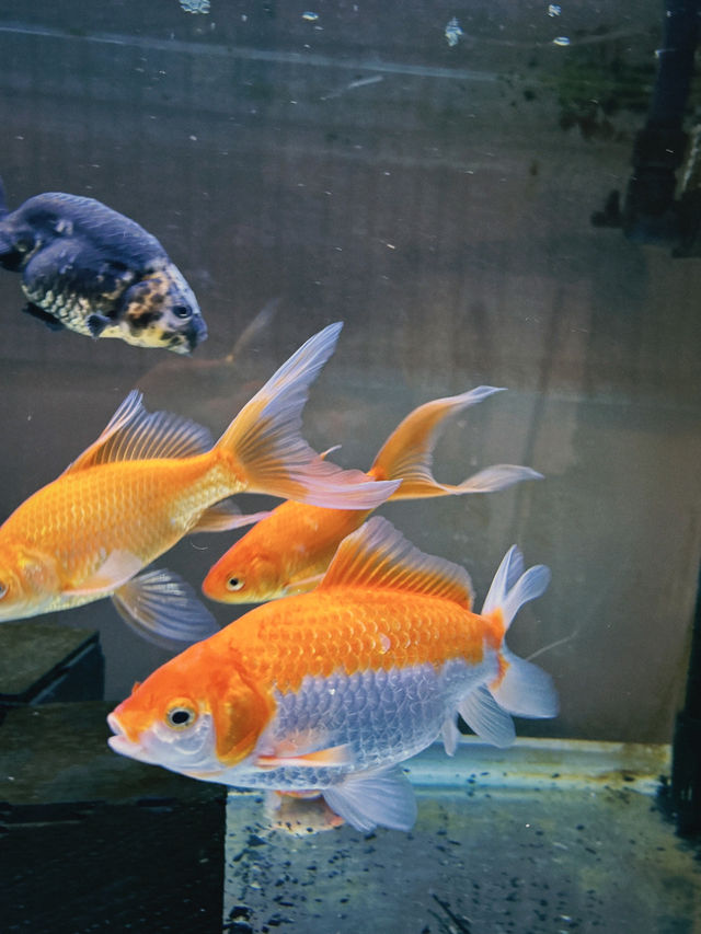 哇！太子金魚街，藏在香港的夢幻水族世界？