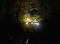 光に包まれた神秘の大楠に感動🌳✨