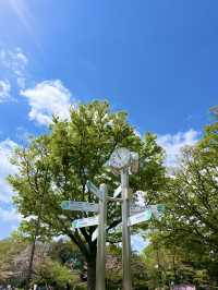 上野公園の朝を彩る「ラジオ体操広場」🌅🧘‍♂️