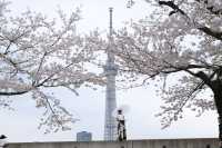 🌸✨ A Spring Day Among Cherry Blossoms at Sumida Park ✨🌸