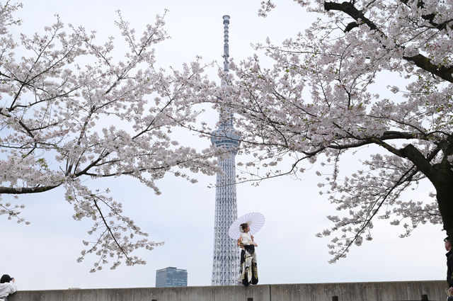 🌸✨ A Spring Day Among Cherry Blossoms at Sumida Park ✨🌸