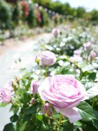 【岐阜】ローズテラスとバラ回廊 四季咲きの薔薇と山々の景色